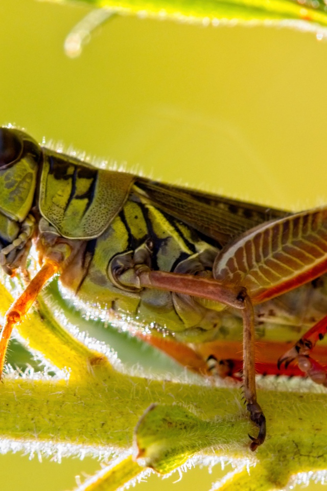 Большой кузнечик сидит на зеленой ветке