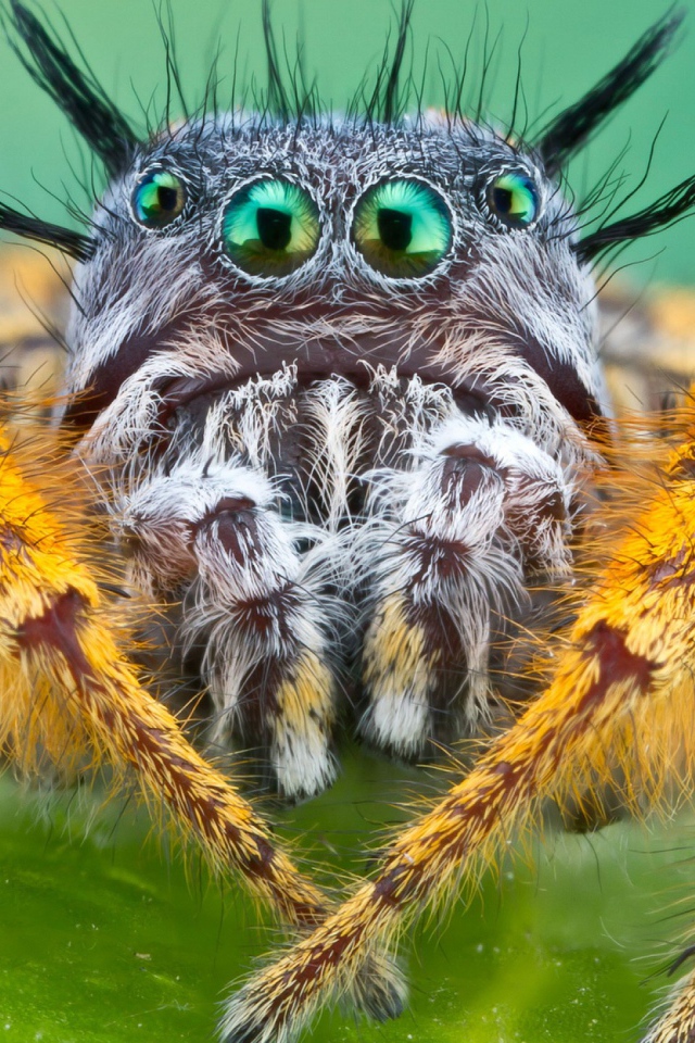 Паук Багира Киплинга крупным планом