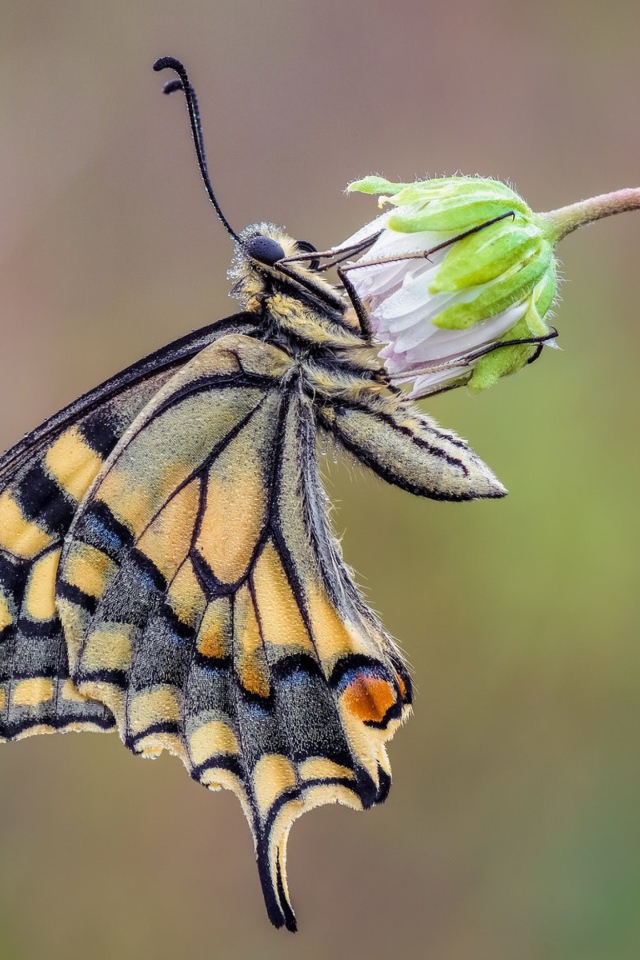 Красивая бабочка махаон сидит на цветке
