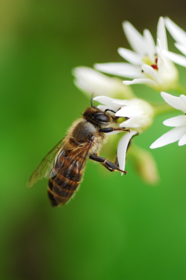 Пчела собирает нектар с белых цветов 