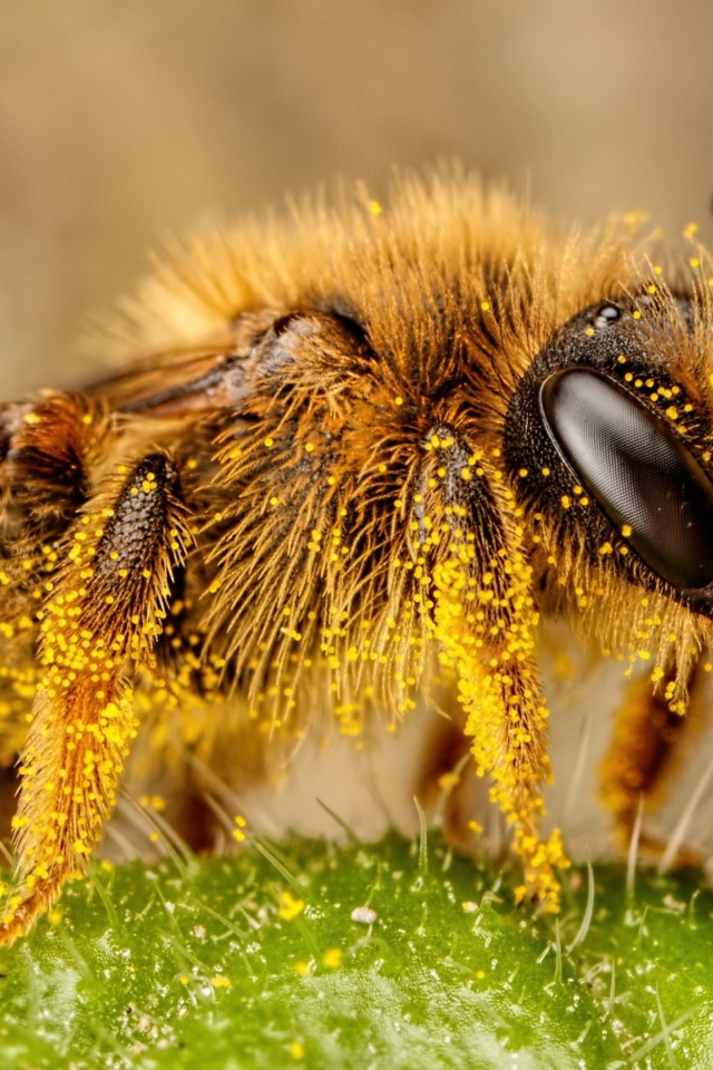 Пчела в пыльце крупным планом