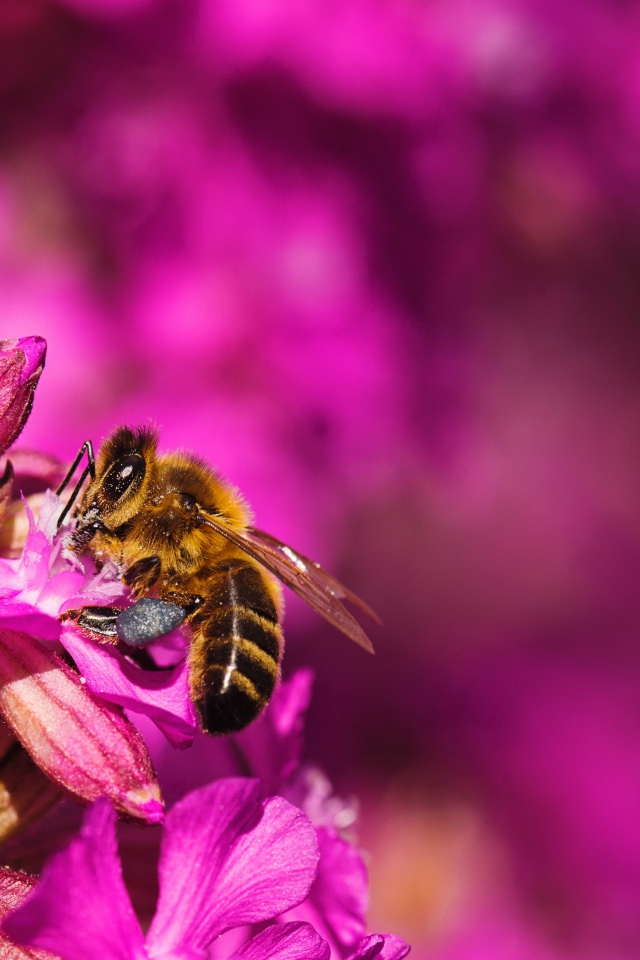 Пчела сидит на розовом цветке