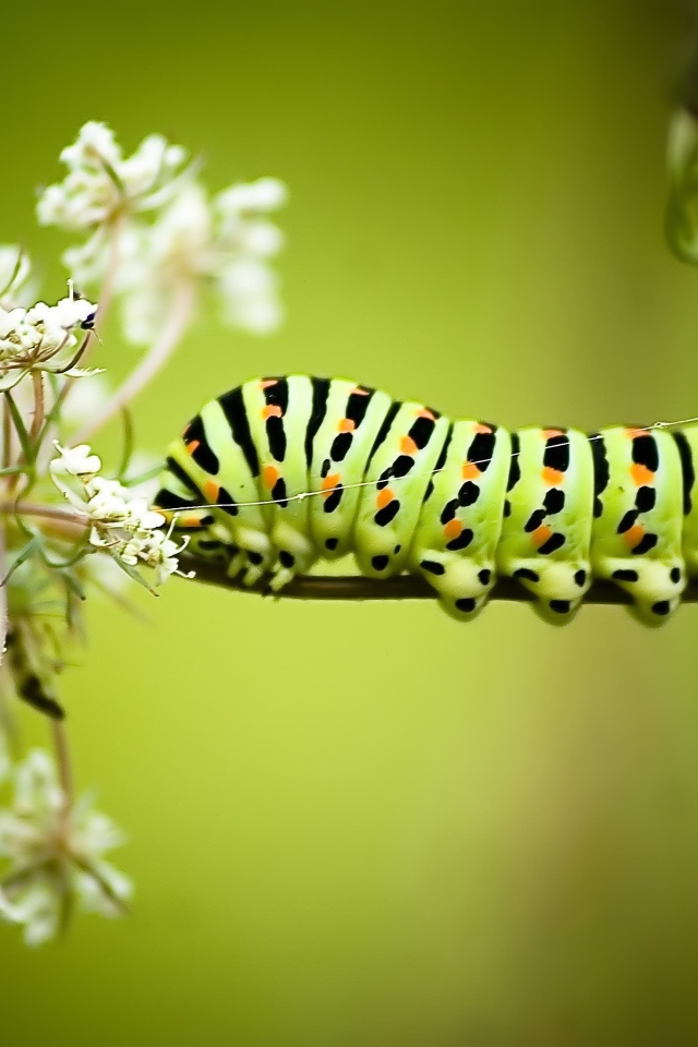 Большая гусеница на белом полевом цветке 