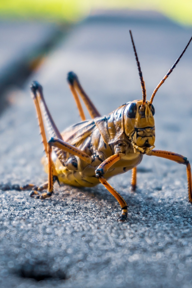 Большой кузнечик сидит на дороге