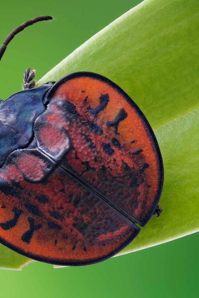 Большой красный клоп сидит на зеленой траве