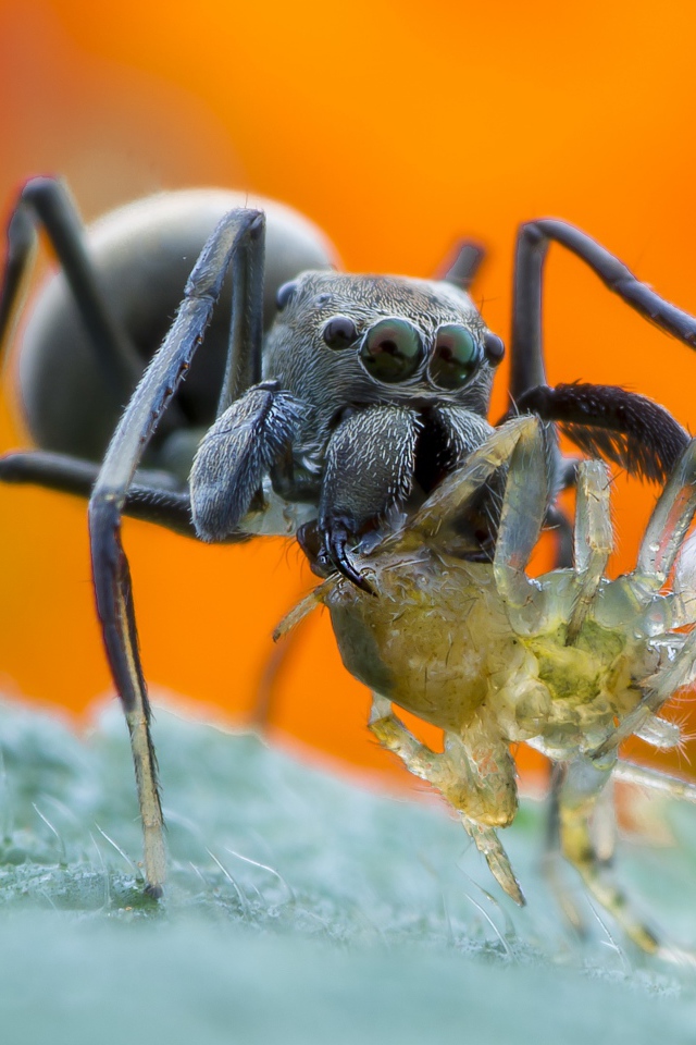 Большой паук с жертвой на листе крупным планом