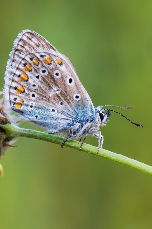 Голубая бабочка сидит на цветке 