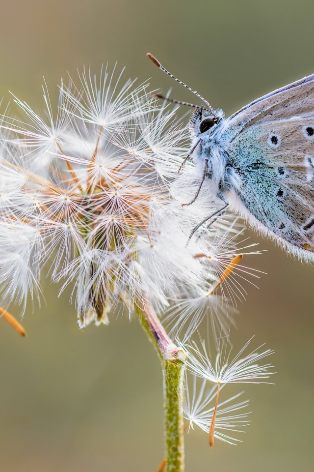 Голубая бабочка сидит на одуванчике