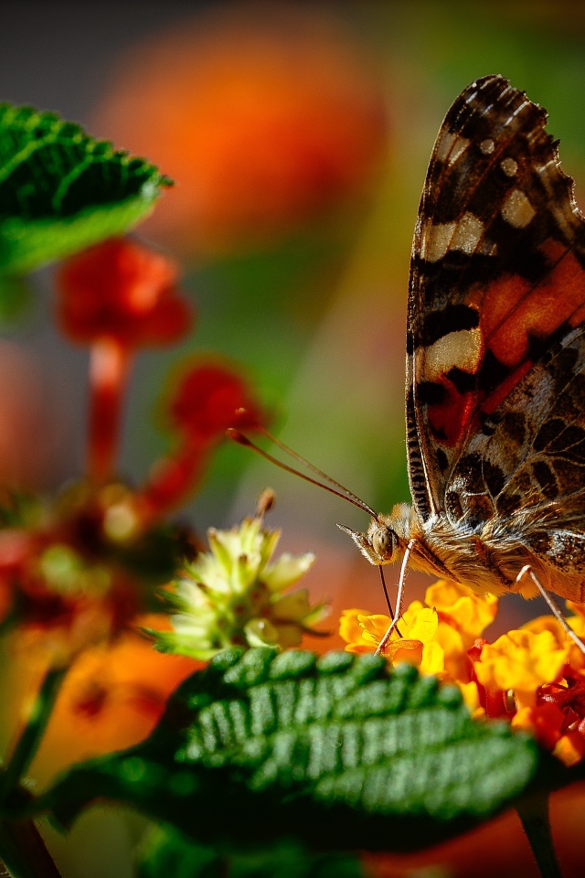 Коричневая бабочка сидит на оранжевом цветке
