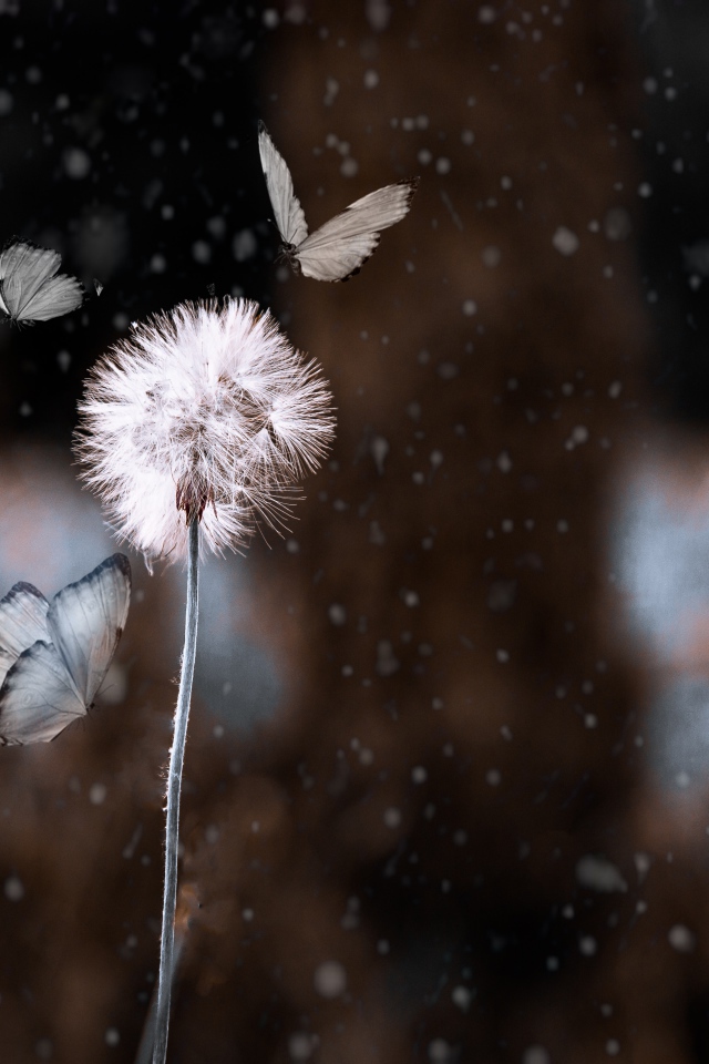 Бабочки летают вокруг белого одуванчика