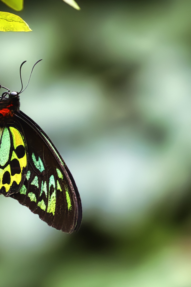 Бабочка сидит на зеленом листе