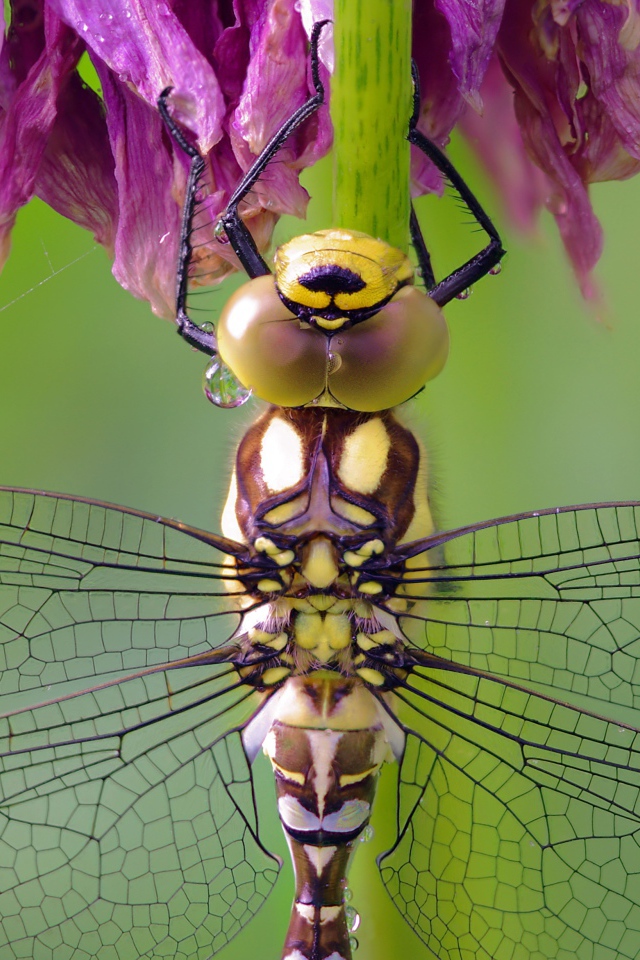 Стрекоза сидит на цветке крупным планом
