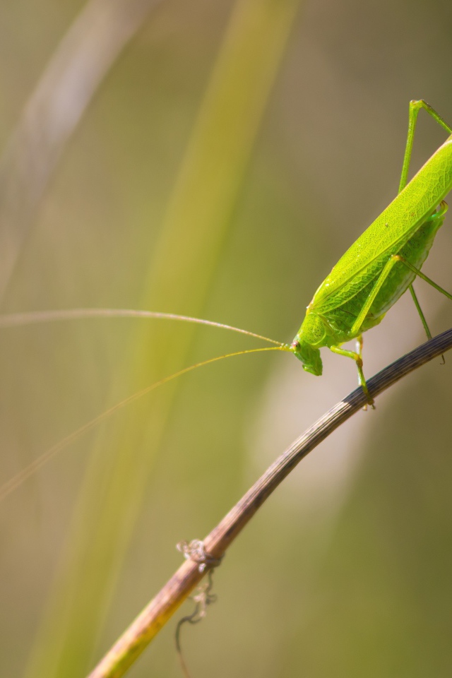 Зеленый кузнечик сидит на траве 