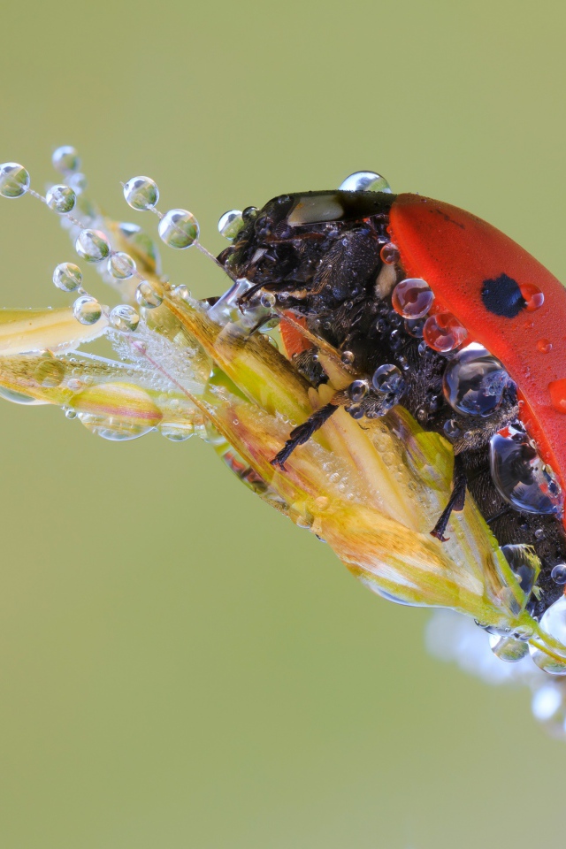 Божья коровка в каплях росы на колоске макросъемка
