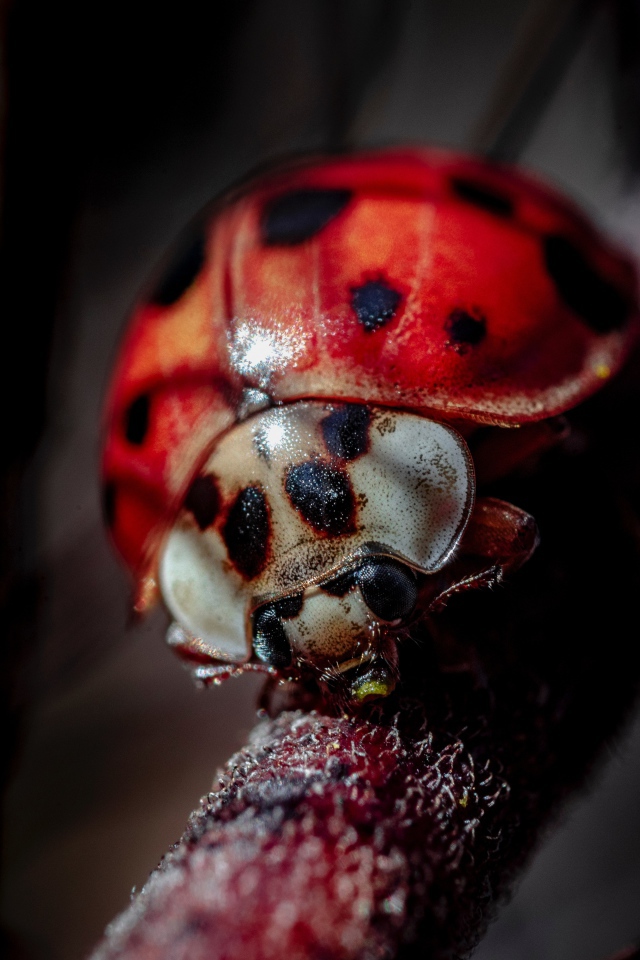 Божья коровка на ветке крупным планом