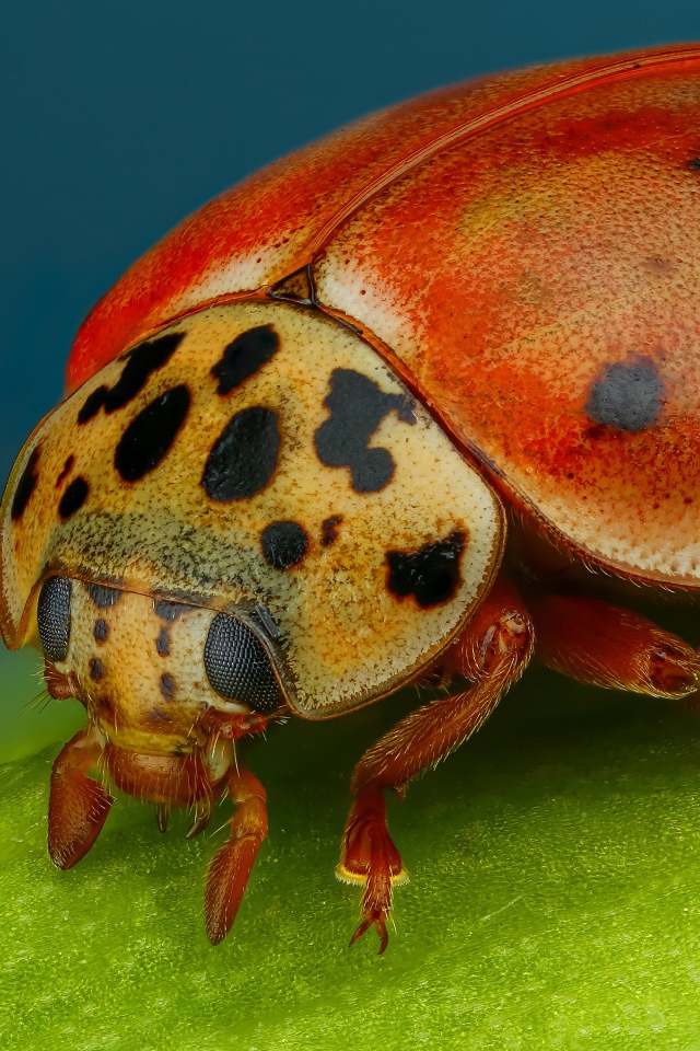 Божья коровка на зеленом листе крупным планом