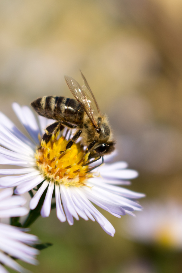 Маленькая пчела сидит на цветке сентябринки