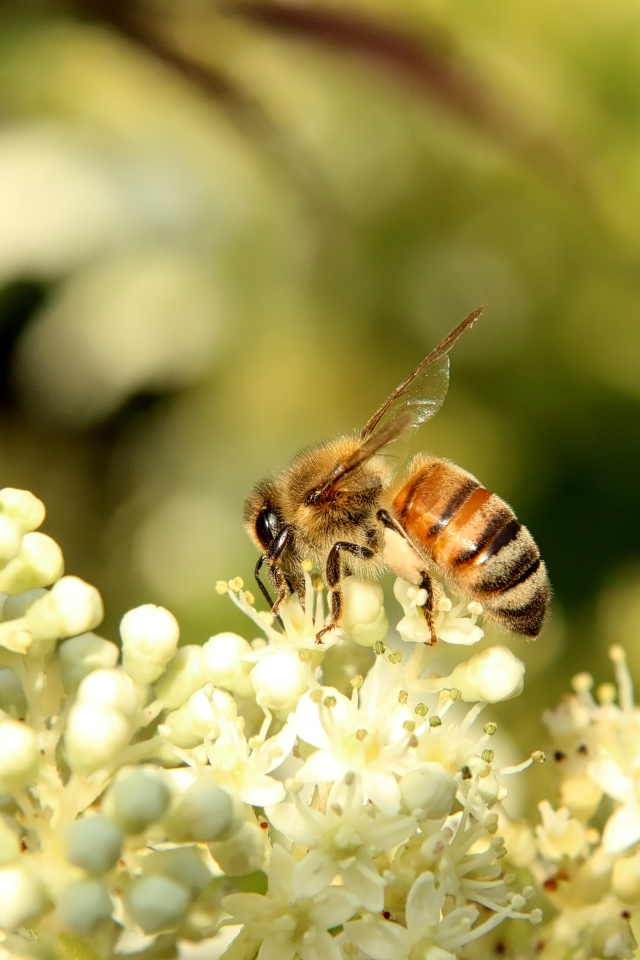 Маленькая пчела сидит на белом цветке