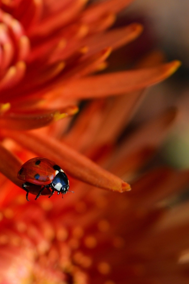 Маленькая красная божья коровка на цветке 