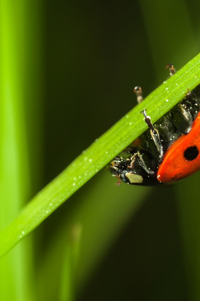 Маленькая красная божья коровка сидит на зеленой траве