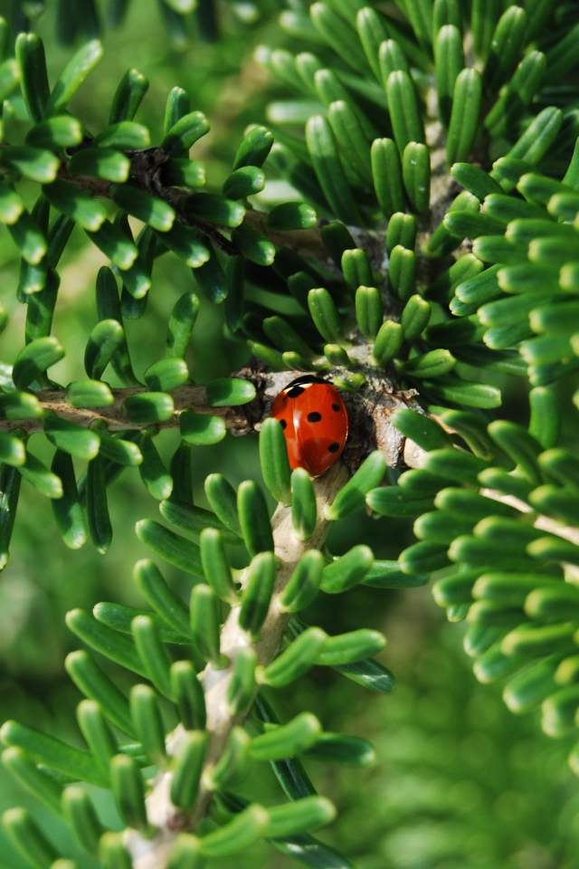 Красная божья коровка на зеленой ветке