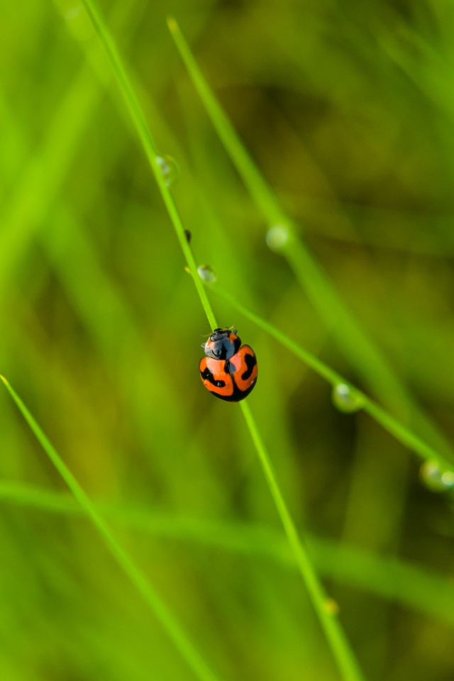 Красная божья коровка сидит на зеленой траве