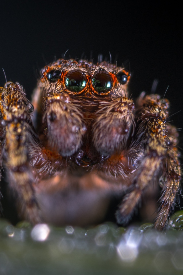 Лохматый паук крупным планом