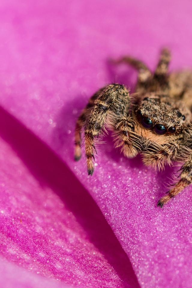 Паук крупным планом на розовом лепестке