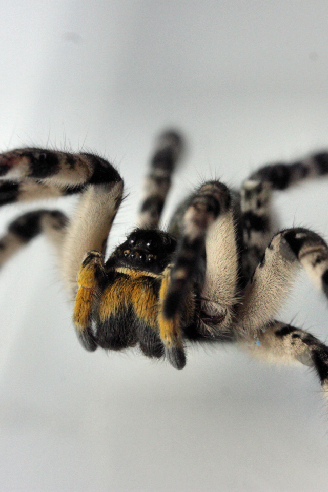 Паук на сером фоне крупным планом