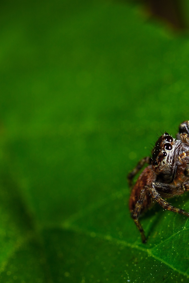 Паук сидит на зеленом листе 