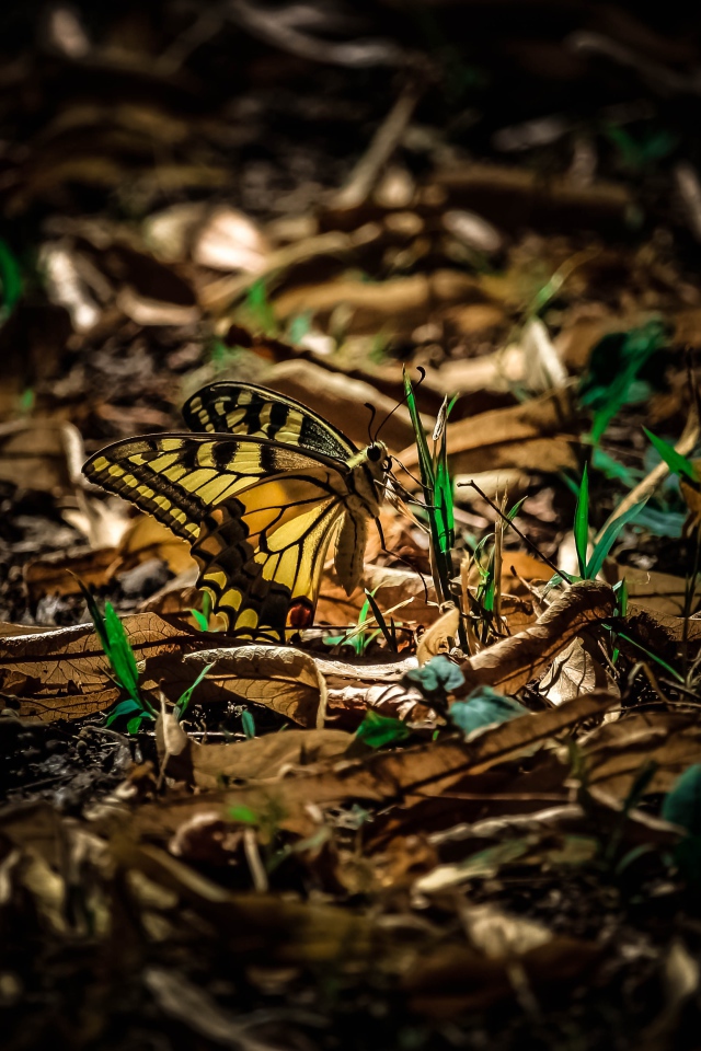 Бабочка махаон сидит на зеленой траве