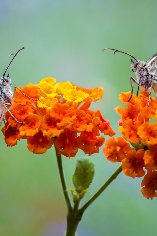 Две бабочки сидят на оранжевых цветах 