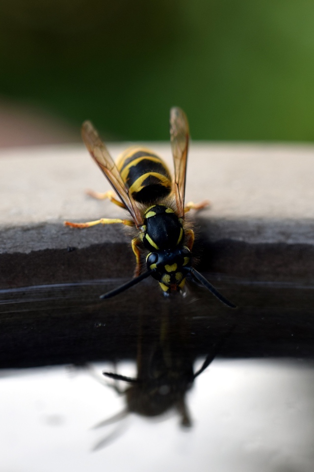 Оса пьет воду из бочки