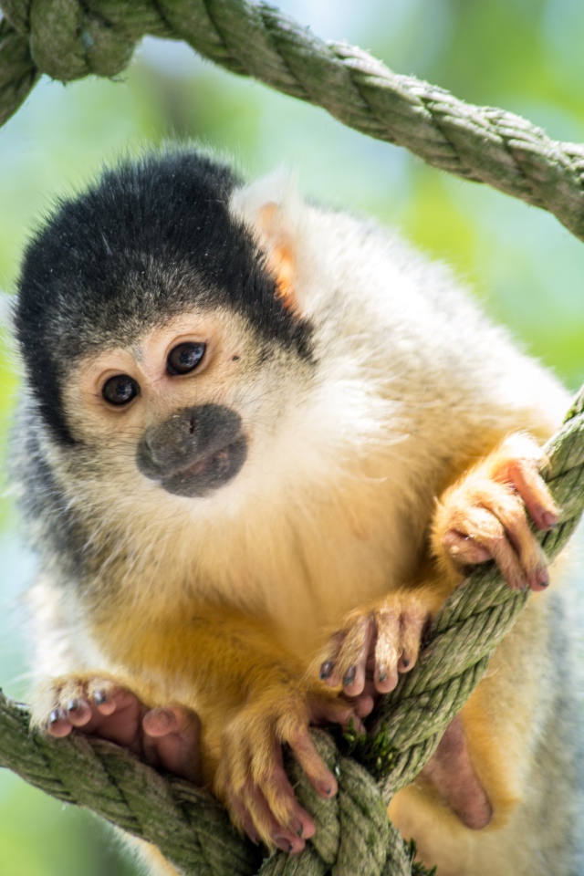 Обезьяна капуцин сидит на сетке