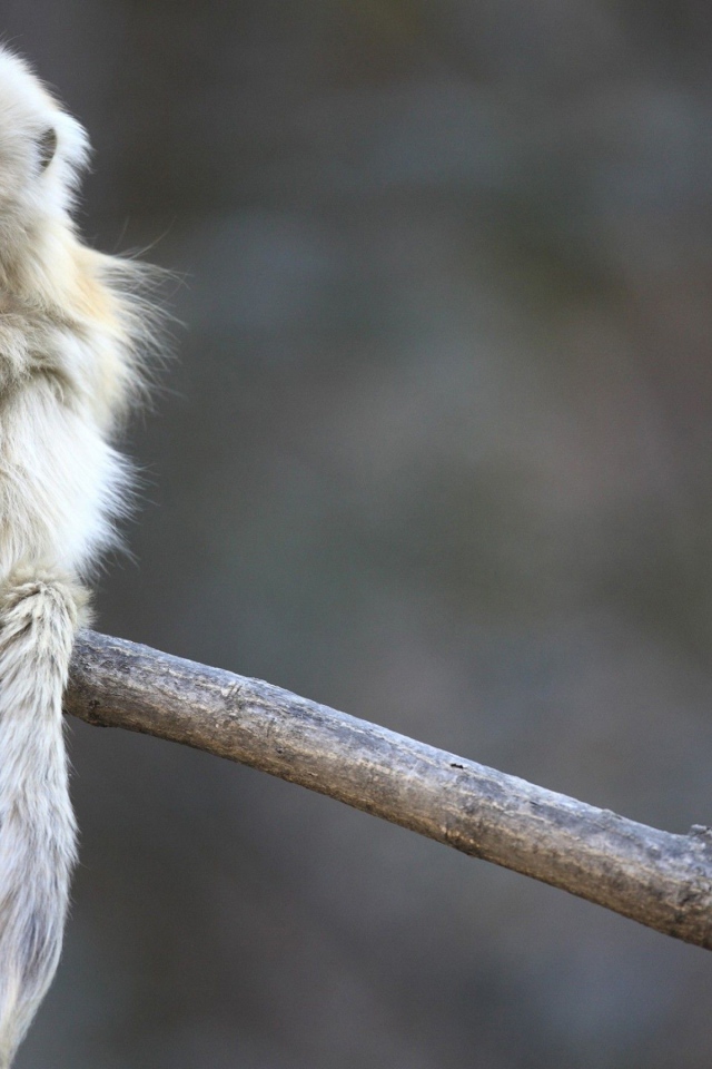 Маленькая обезьянка сидит на ветке дерева