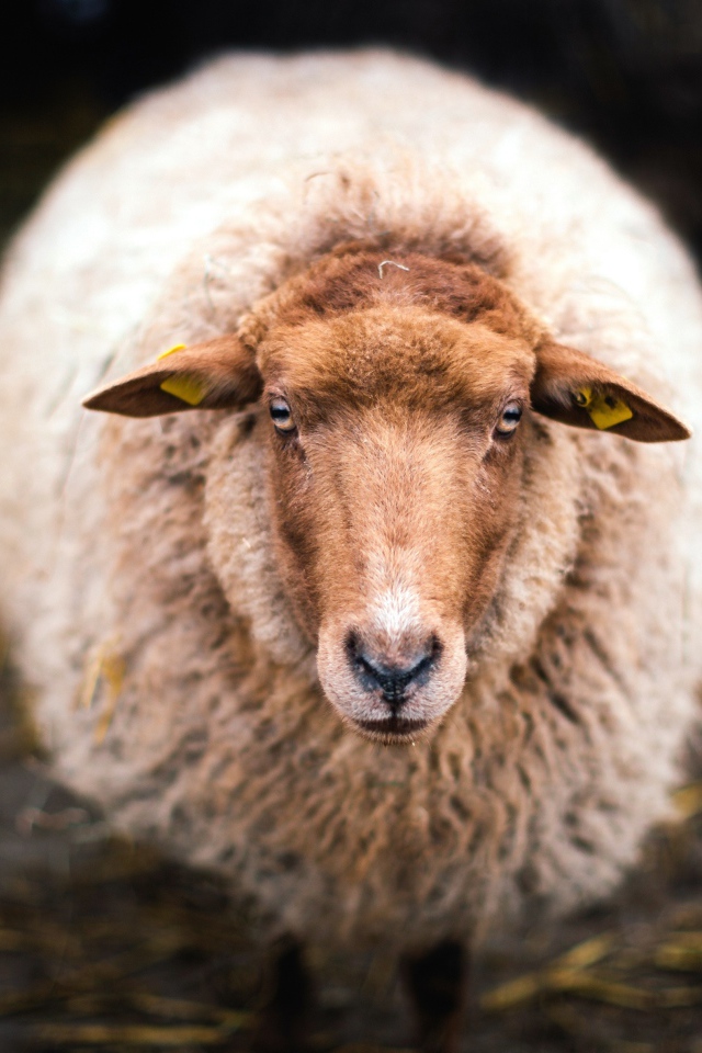 Большая овца с густой шерстью