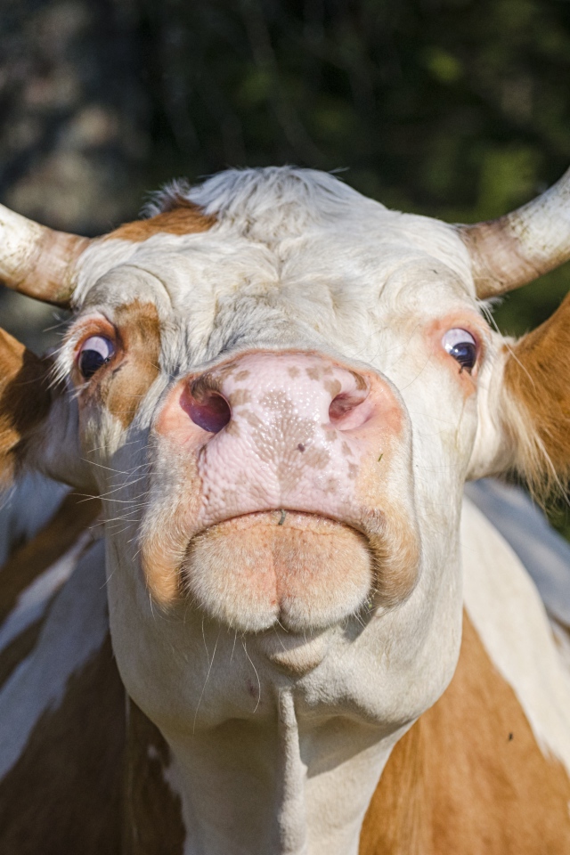 Домашняя корова морда крупным планом