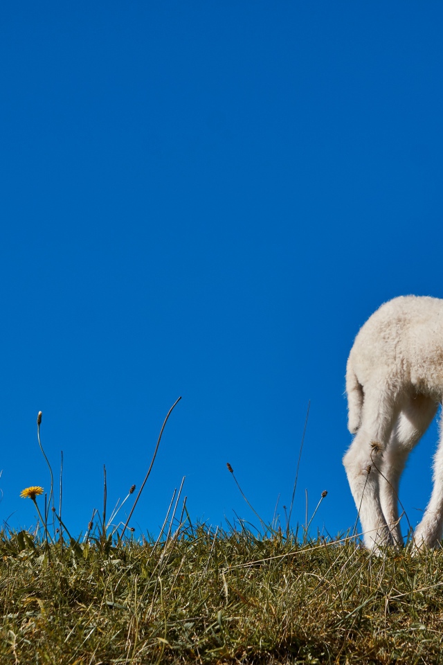 Маленький белый ягненок на фоне голубого неба