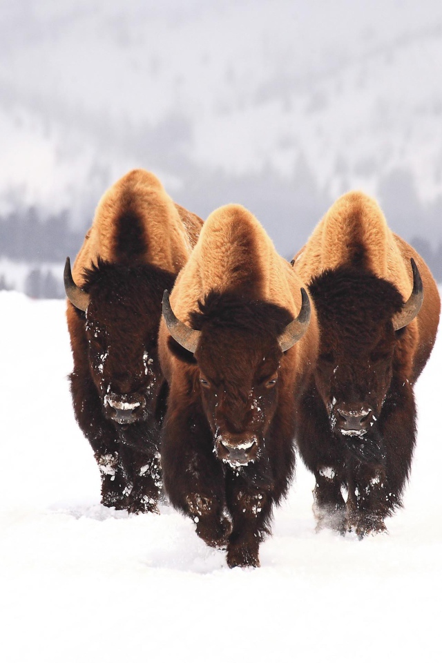 Three bison go on a snowy field in winter