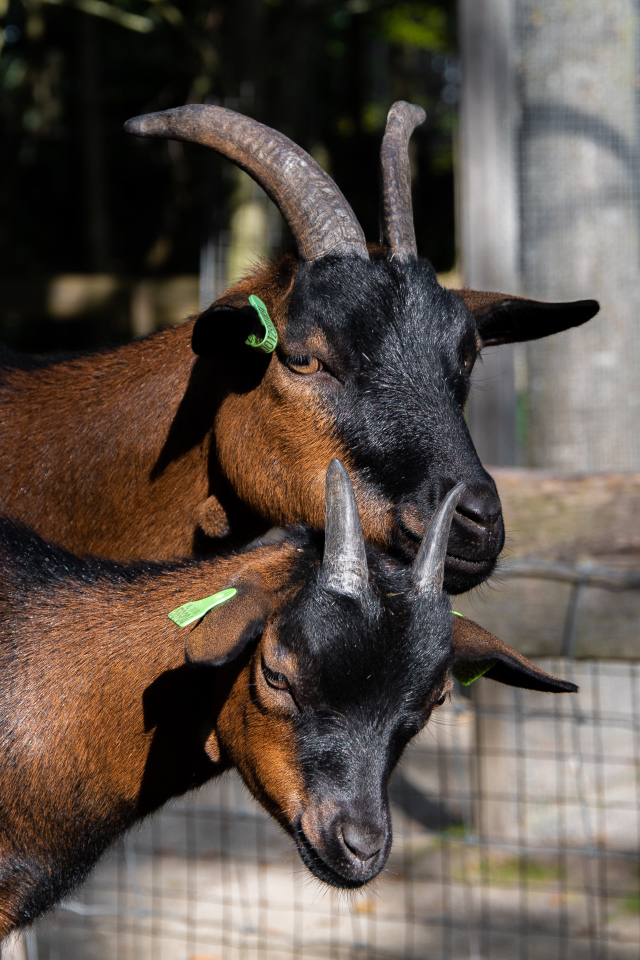Two brown domestic goats