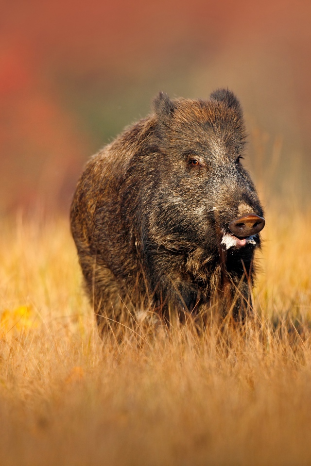 Большой боров идет по сухой траве