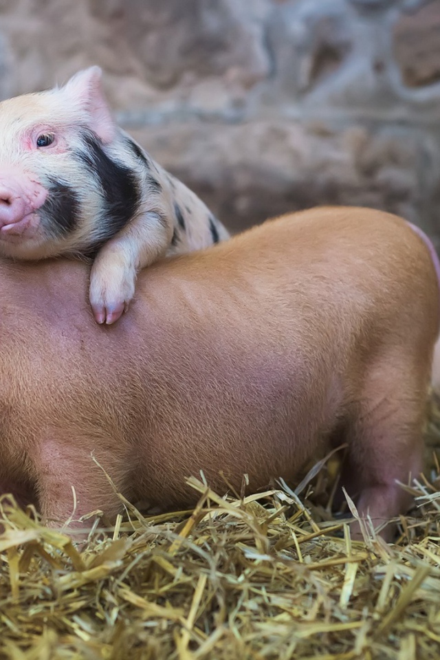 Милые поросята в свинарнике
