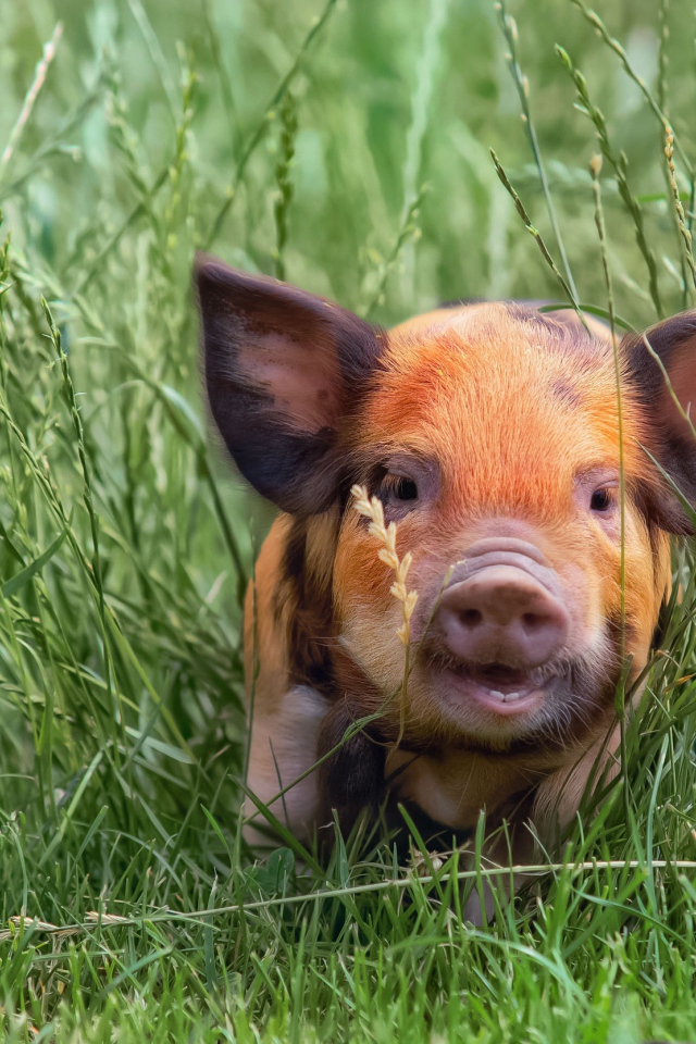 Маленький забавный поросенок в зеленой траве
