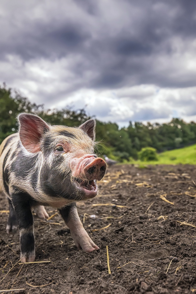 Маленький поросенок на земле под пасмурным небом