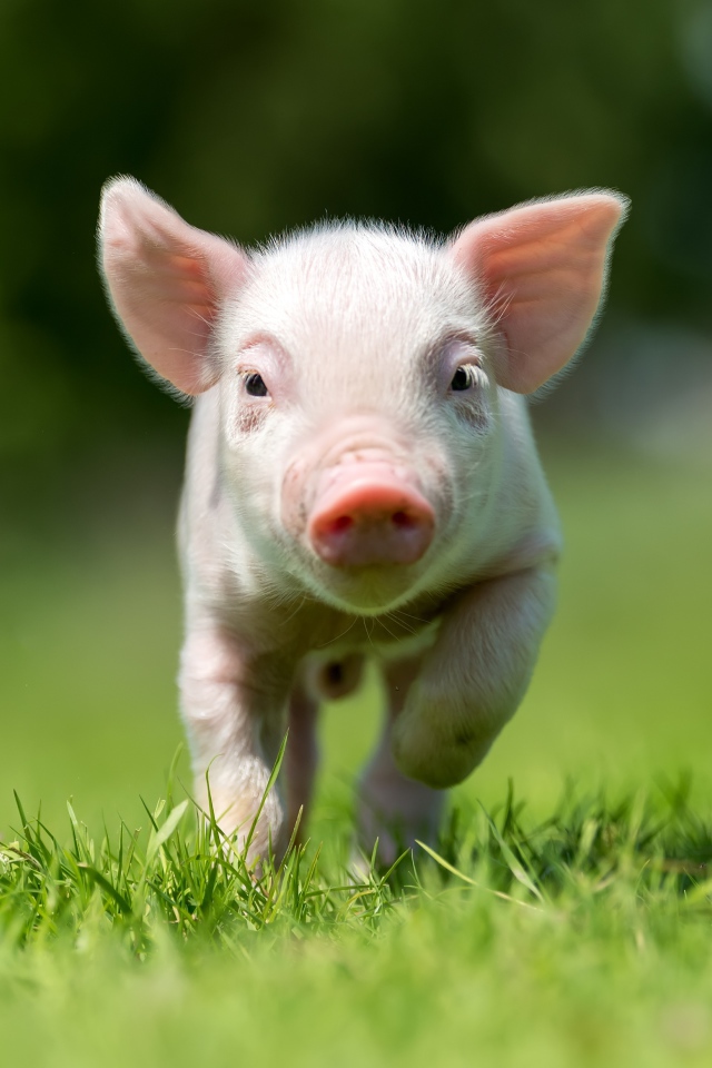 Little pink pig running through green grass