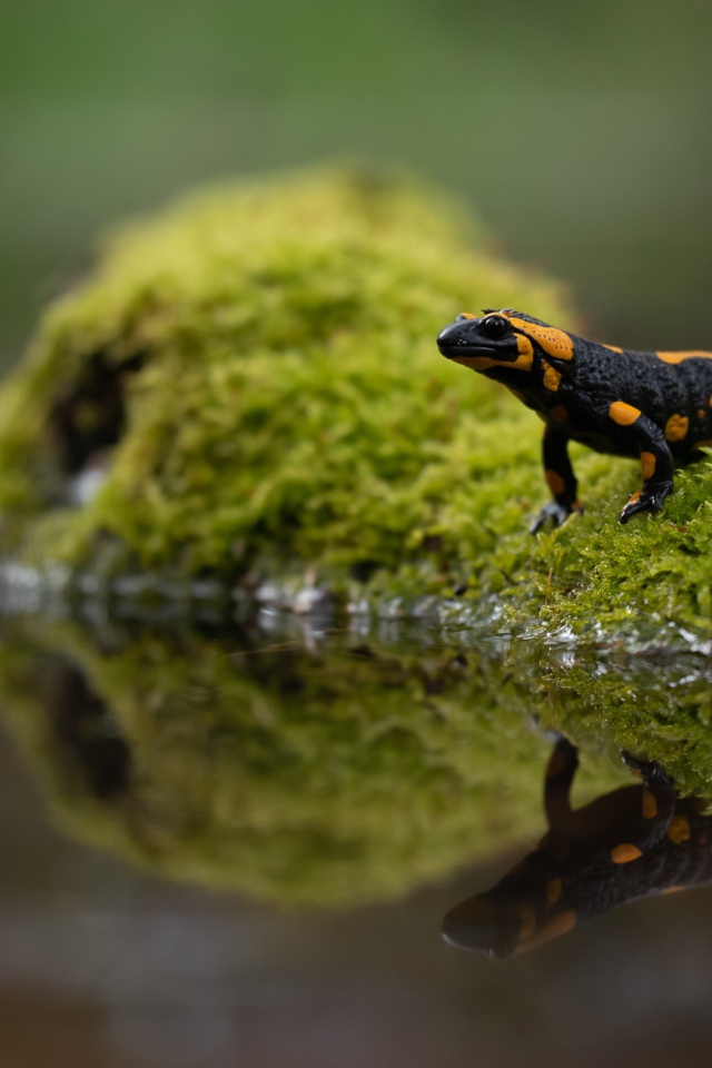 Красивая саламандра отражается в воде