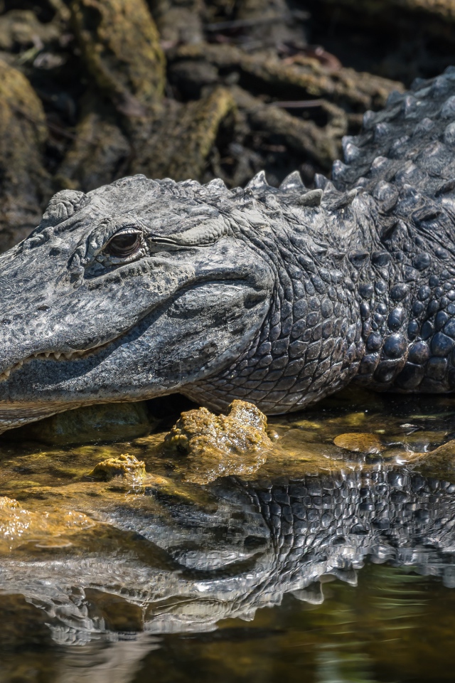 Большой аллигатор в воде