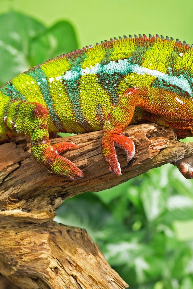 Большой красивый хамелеон сидит на дереве