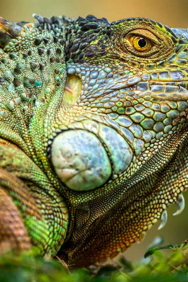 Большая зеленая игуана крупным планом 