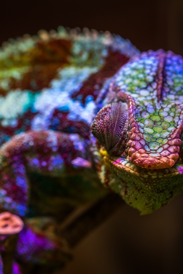 Хамелеон с разноцветной окраской сидит на ветке